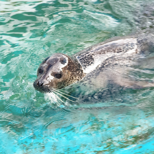 순천만국가정원 어린이 동물원 서문 순천여행 24년 11월 사진