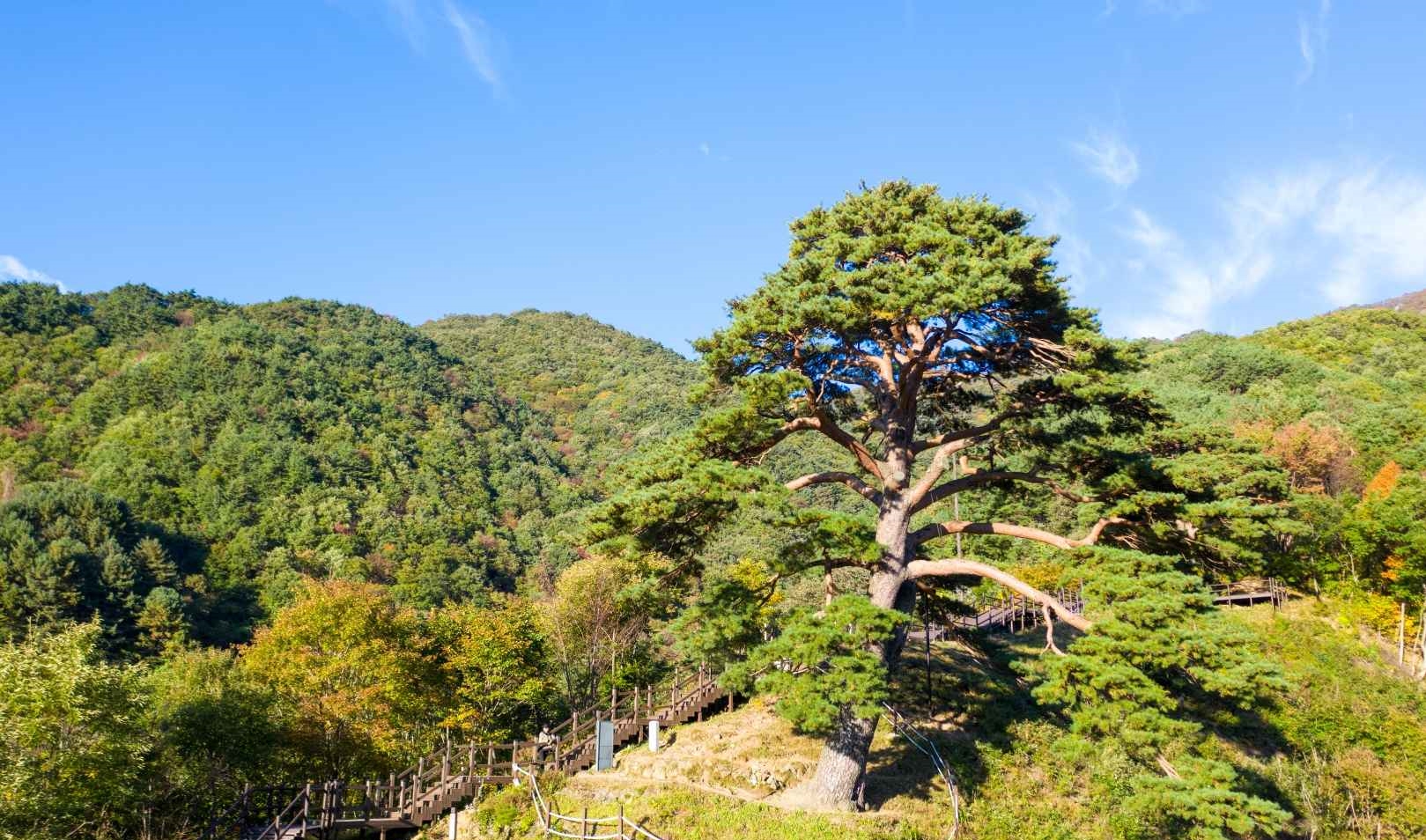 지리산 천년송