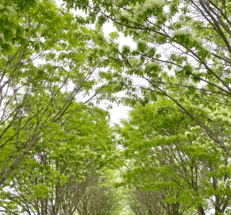 진천 이팝나무길