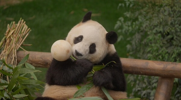 안녕할부지예매