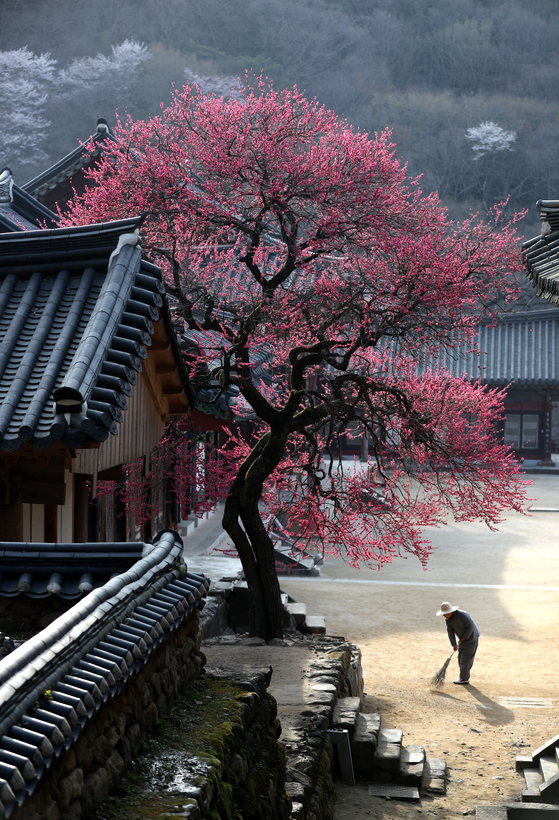 구례 화엄사 각황전 옆 매화