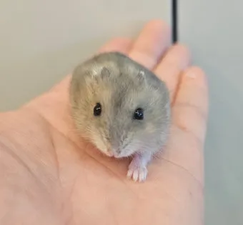 햄스터 한밤중에 집을 탈출하려는 이유 관리_21