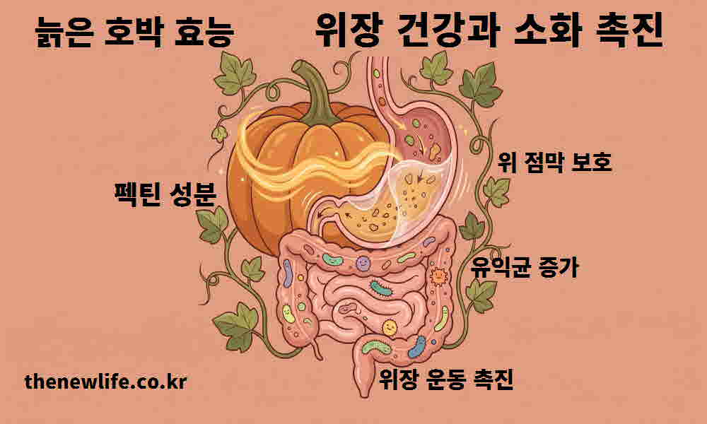 늙은 호박 효능 위장 건강 소화 촉진