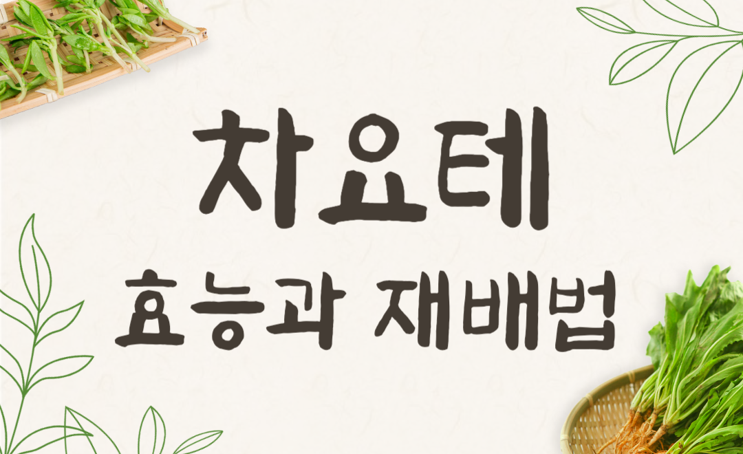 차요테 효능과 재배법 총정리 - 모종 구매부터 키우는 법까지