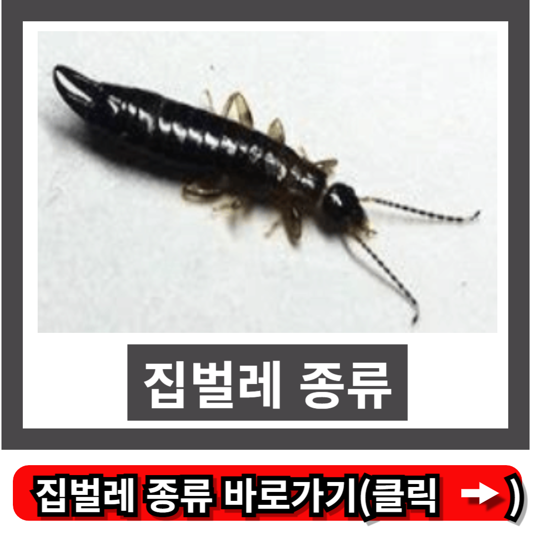 집벌레 종류