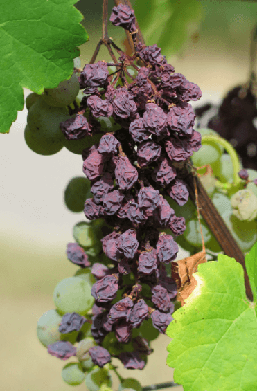 역류성식도염에 좋은 음식