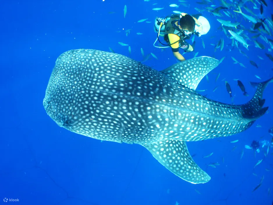 okinawa_snorkling_shark