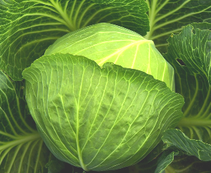 제육볶음 재료 이미지