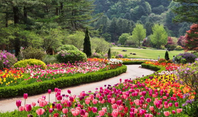 아침고요수목원 산책길에 핀 튤립과 멋스러운 나무들