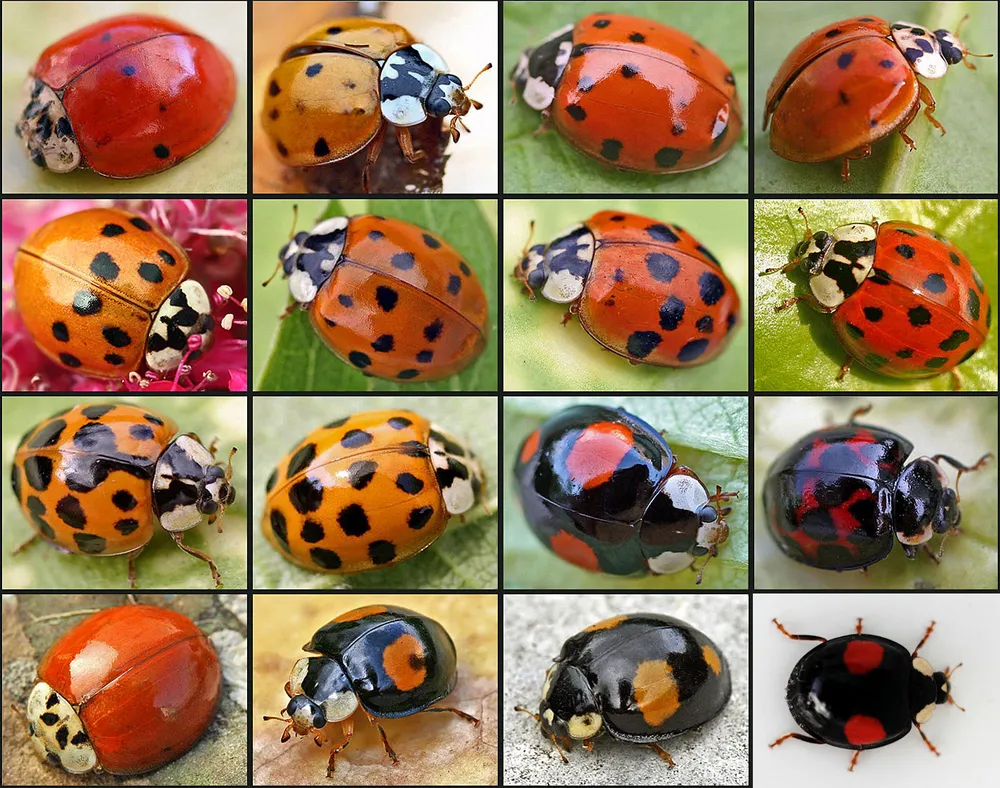 자연의 작은 수호자, 무당벌레 (Coccinella septempunctata)