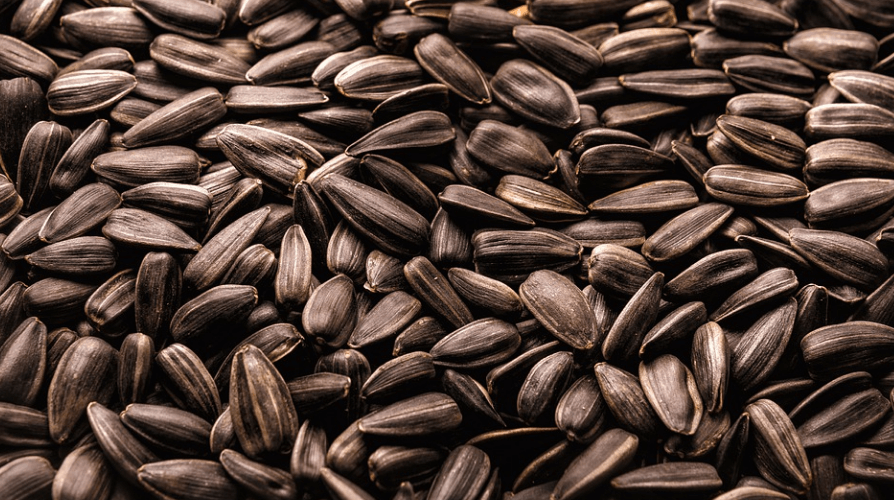 껍질이 아직 벗겨 지지 않은 수많은 해바라기 씨