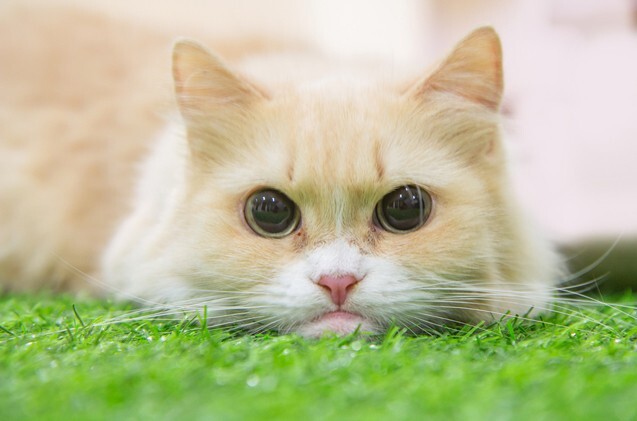 미뉴에트 고양이 이미지 - 3