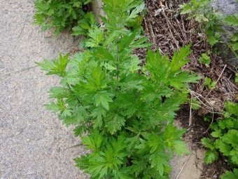 쑥 효능 부작용