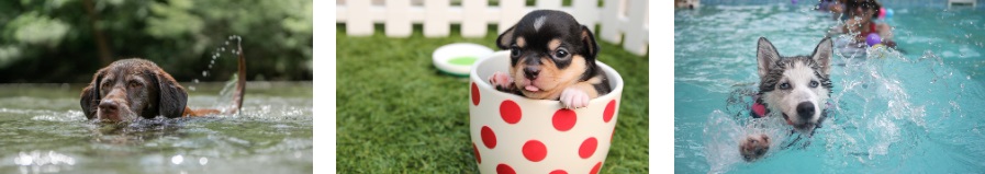 강아지 더위 증상, 식히는 방법