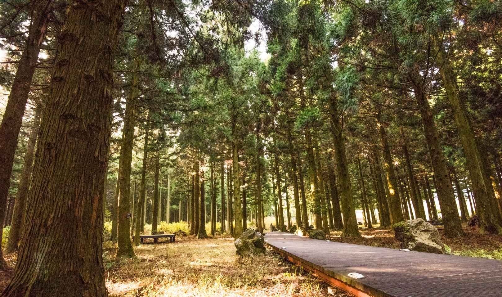 제주 사려니숲길