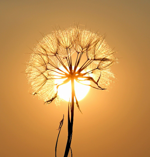 천간 병화에 대한 설명