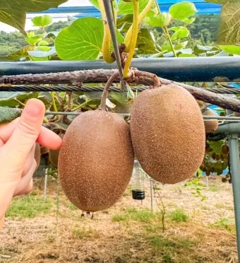 키위 재배 수분 수정 덩굴 유인 월동 대비_7