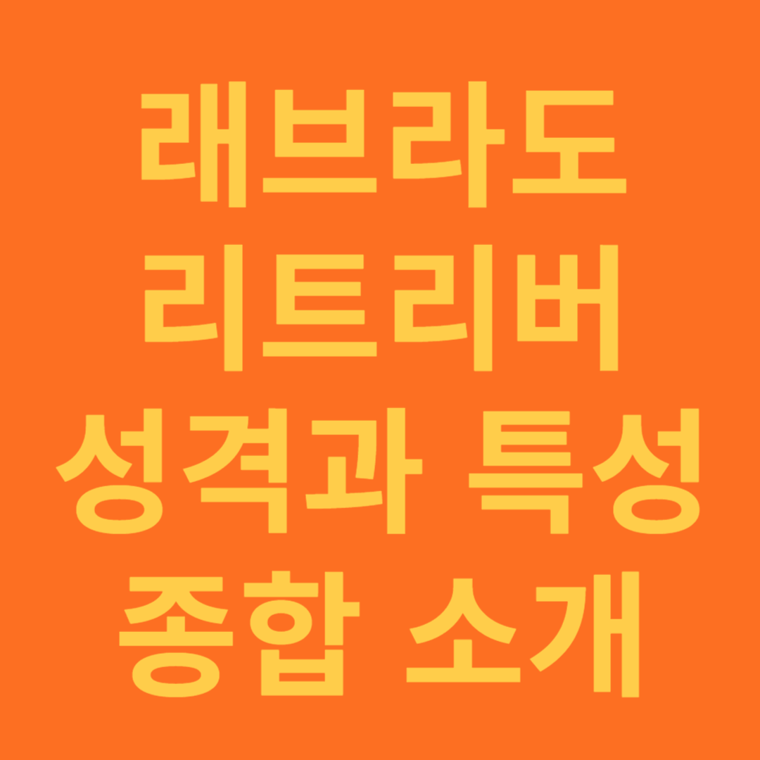 래브라도 리트리버 특징과 성격 소개