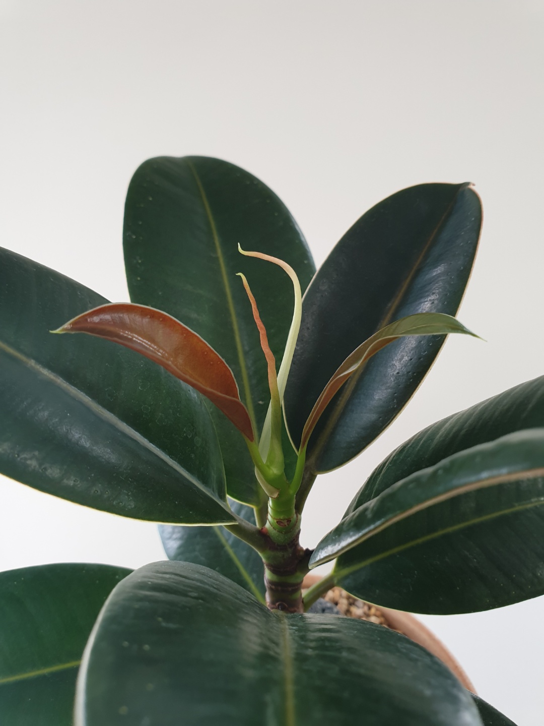 멜라니고무나무 새잎