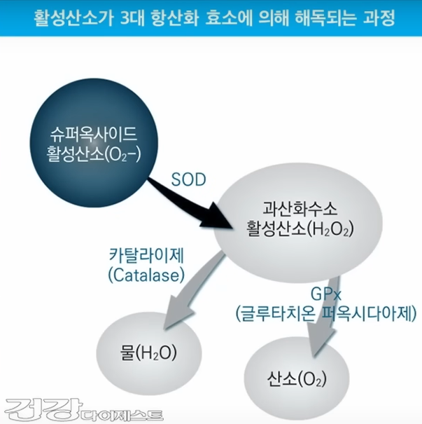 활성산소가 항산화 효소에 의해 해독되는 과정