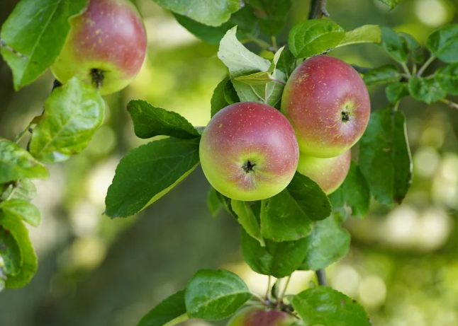 사과효능 - 비타민 C