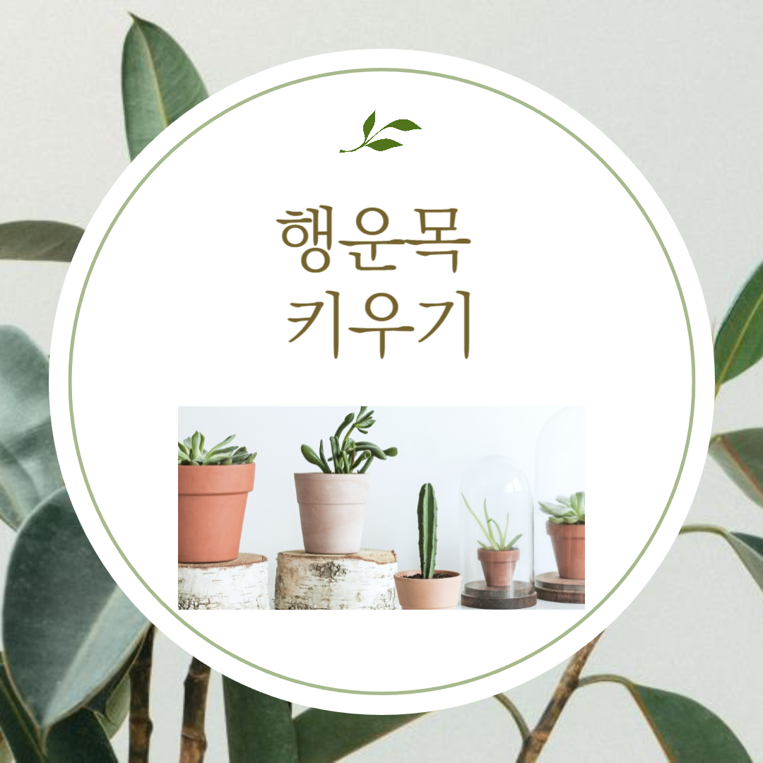 행운목 키우는 방법