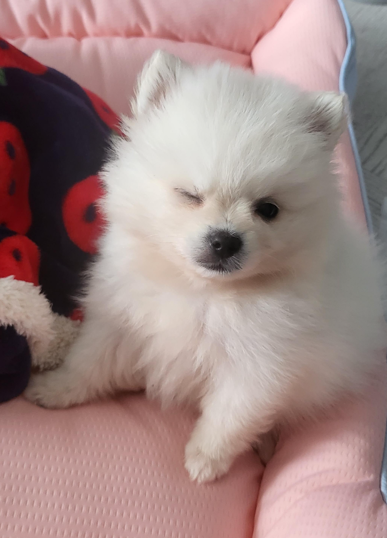 퍼피 하콩