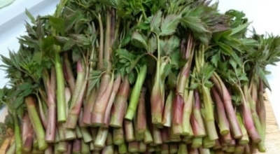 눈개승마 이미지