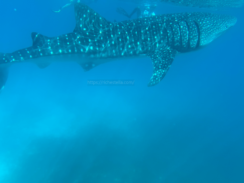 고래상어 스노쿨링