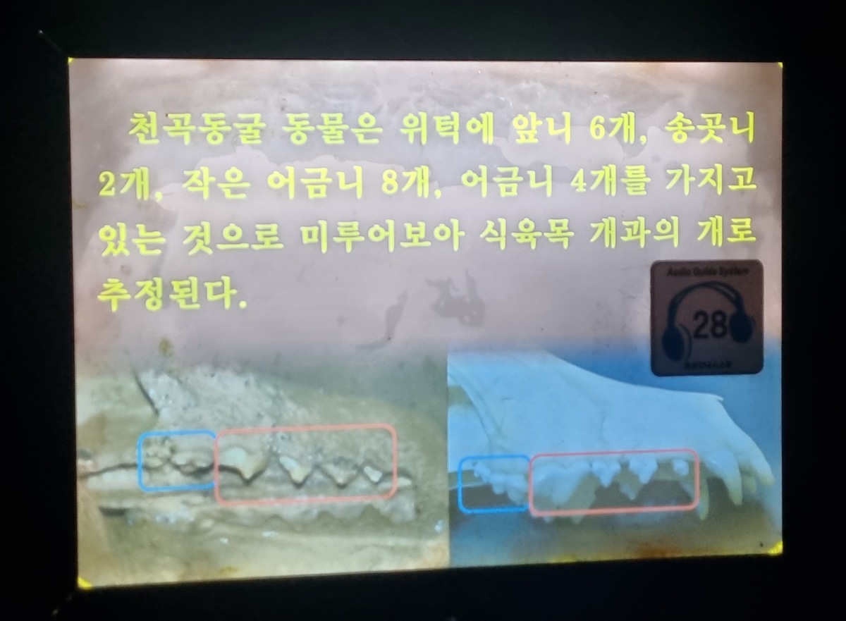 동해 가볼만한곳 천곡황금박쥐동굴 후기 비 오는 날 좋은 실내 여행지