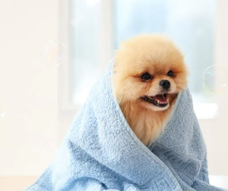 강아지 떠는 이유 6가지, 단순히 추워서가 아닙니다