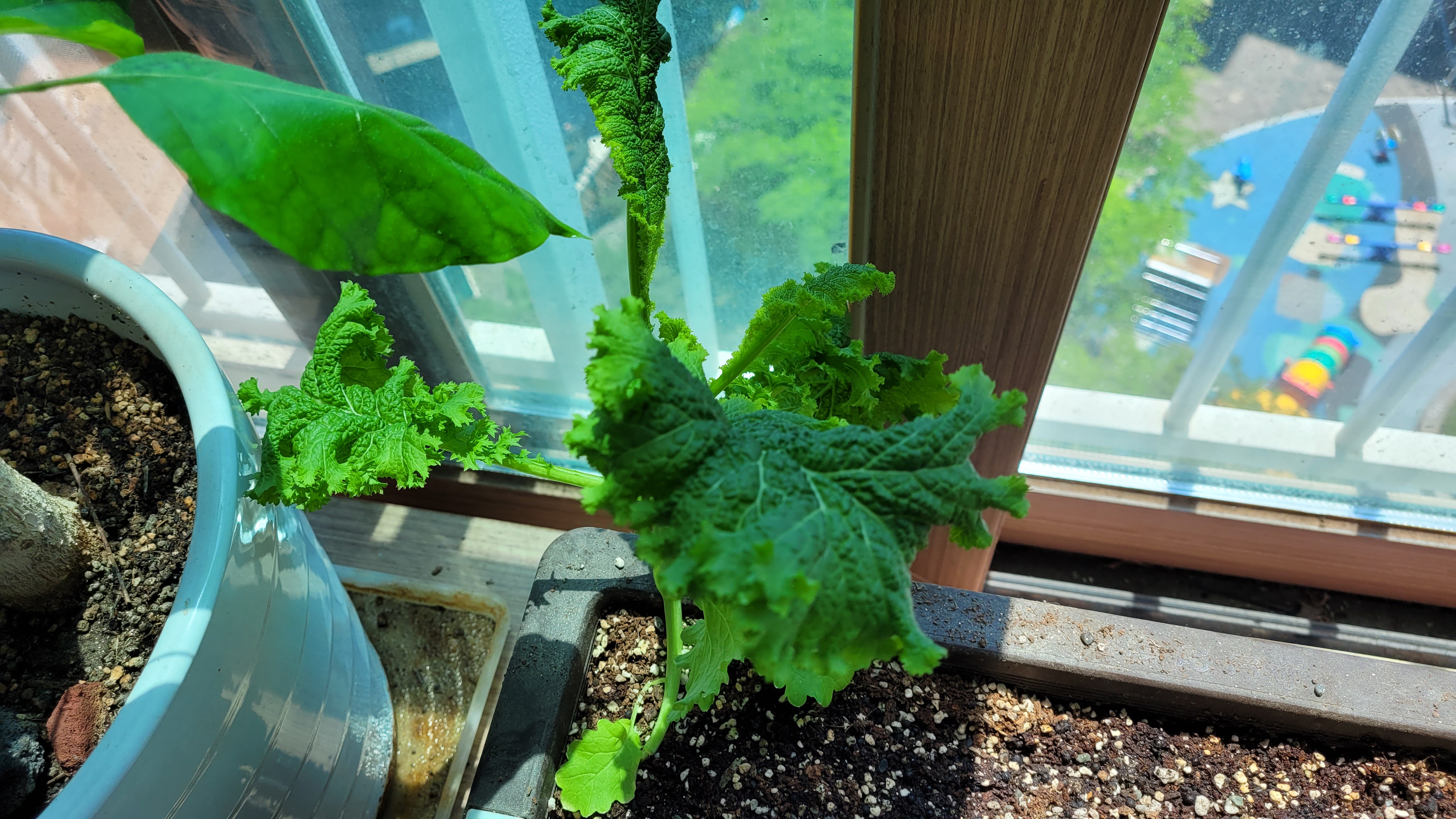 곧 쌈이 될 청겨자