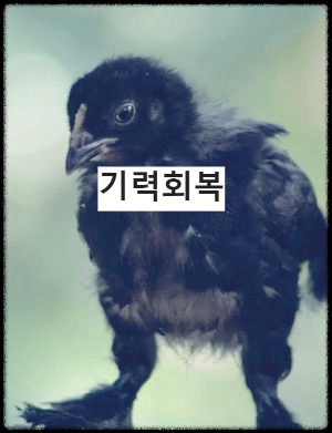 오골계