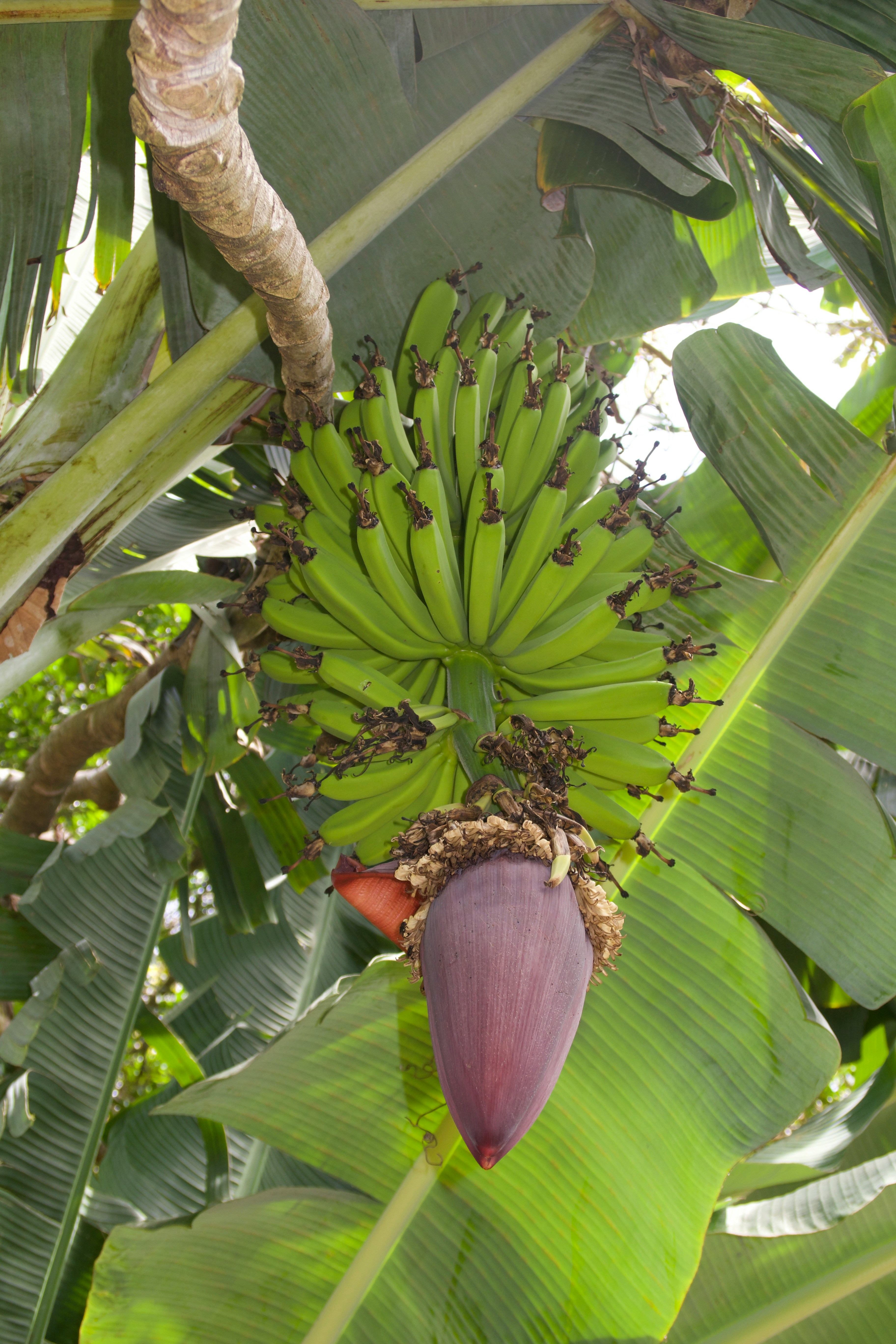 니파- 바이러스- 2026년 -21