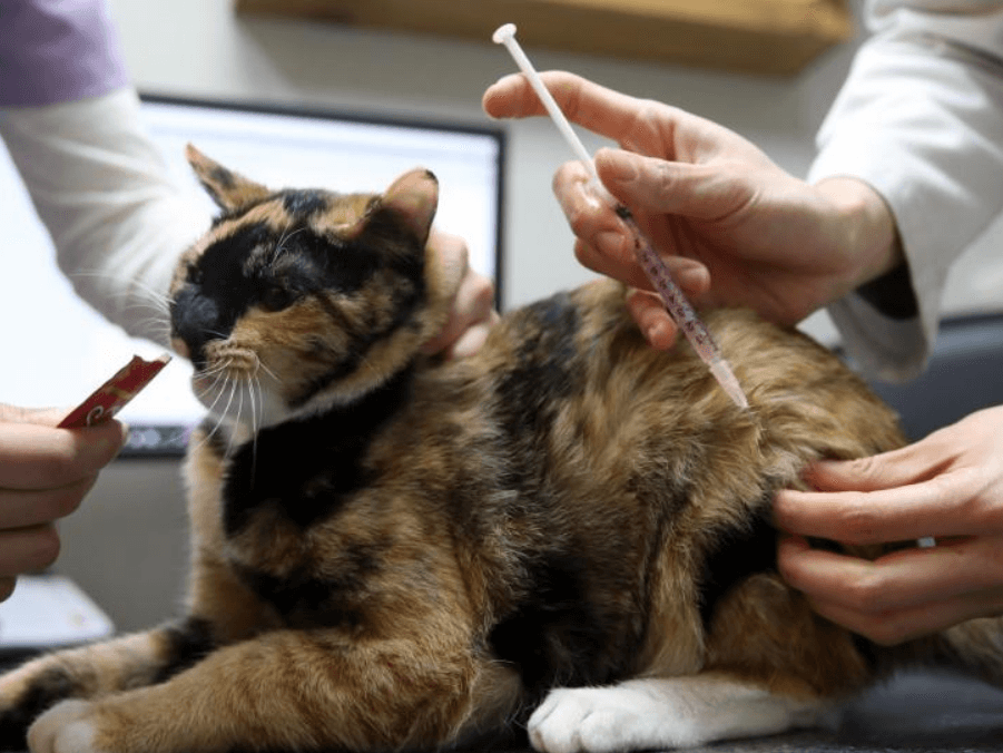 반려동물이 치료받는 장면