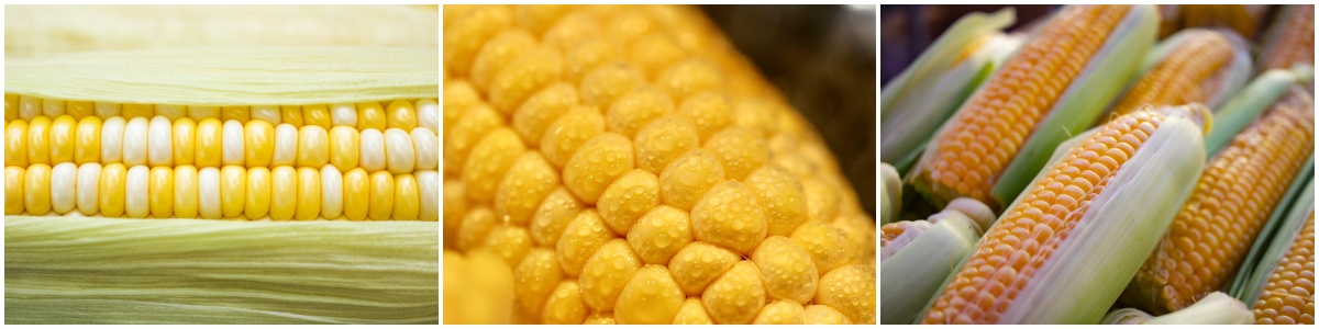 옥수수 맛있게 삶는 방법