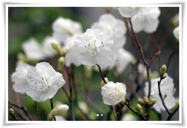 "철쭉" 봄을 수놓는 붉은 유혹, 당신이 몰랐던 화려한 비밀의 꽃!