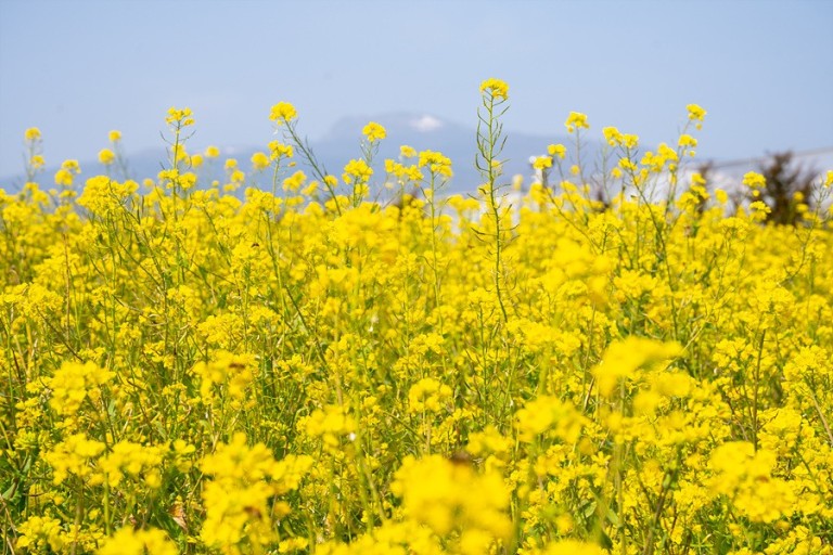 휴애리 유채꽃