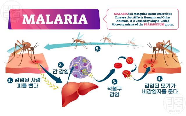 말라리아 증상 원인 말라리아 모기 물린 자국