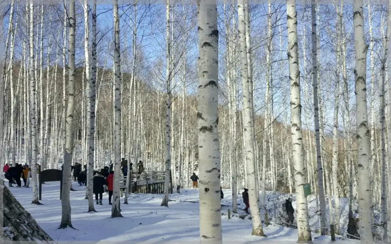 인제 자작나무숲_1