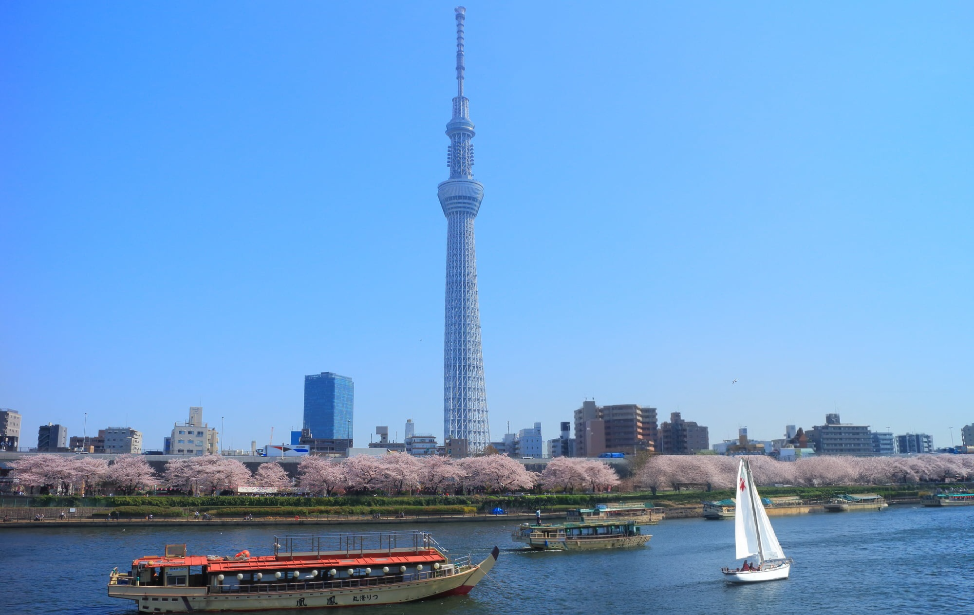 스미다 공원 스카이 트리 벚꽃
