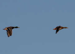 레임덕 뜻과 유래&amp;#44; 예시 총정리