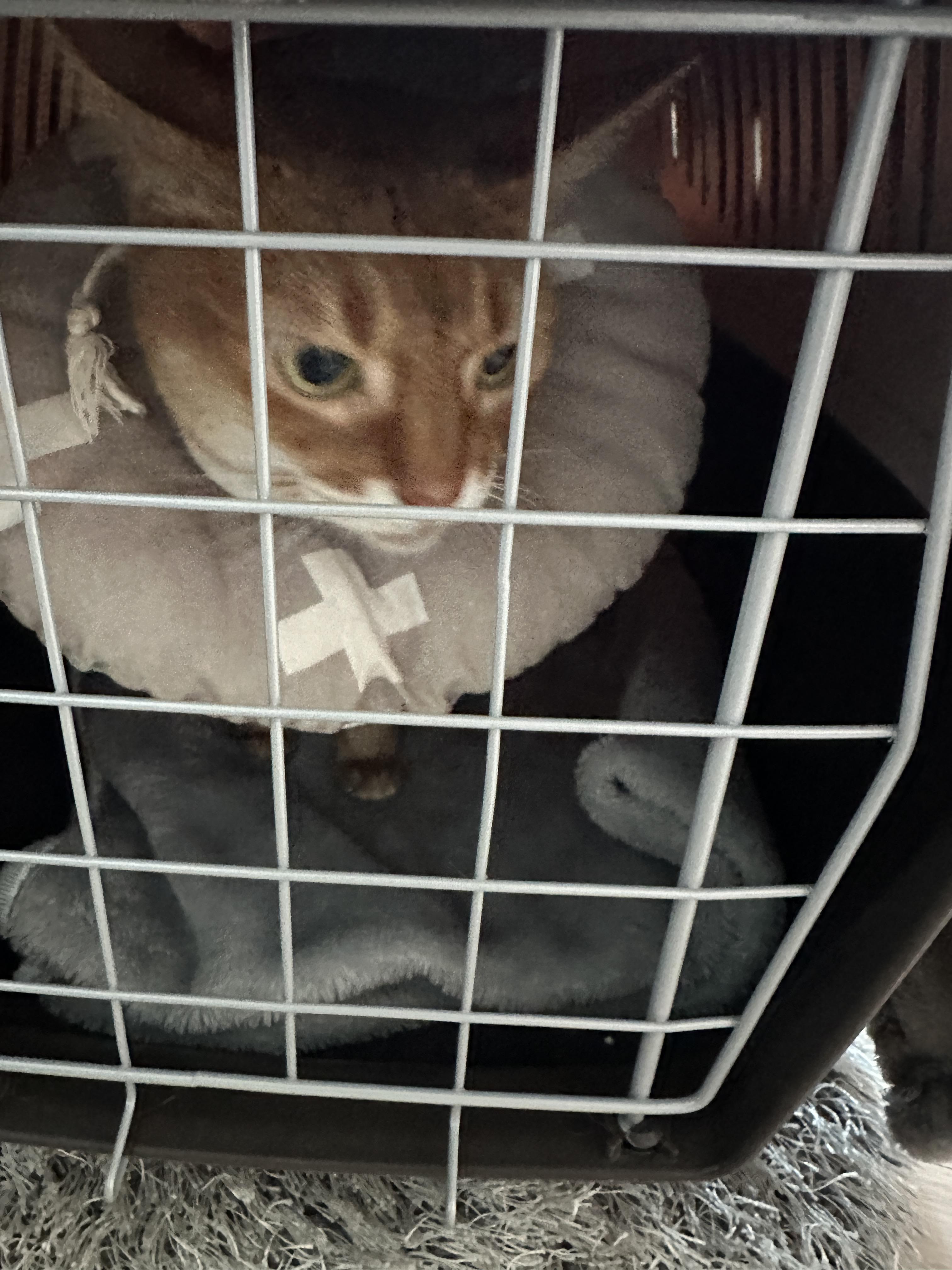 이동장_안의_루나