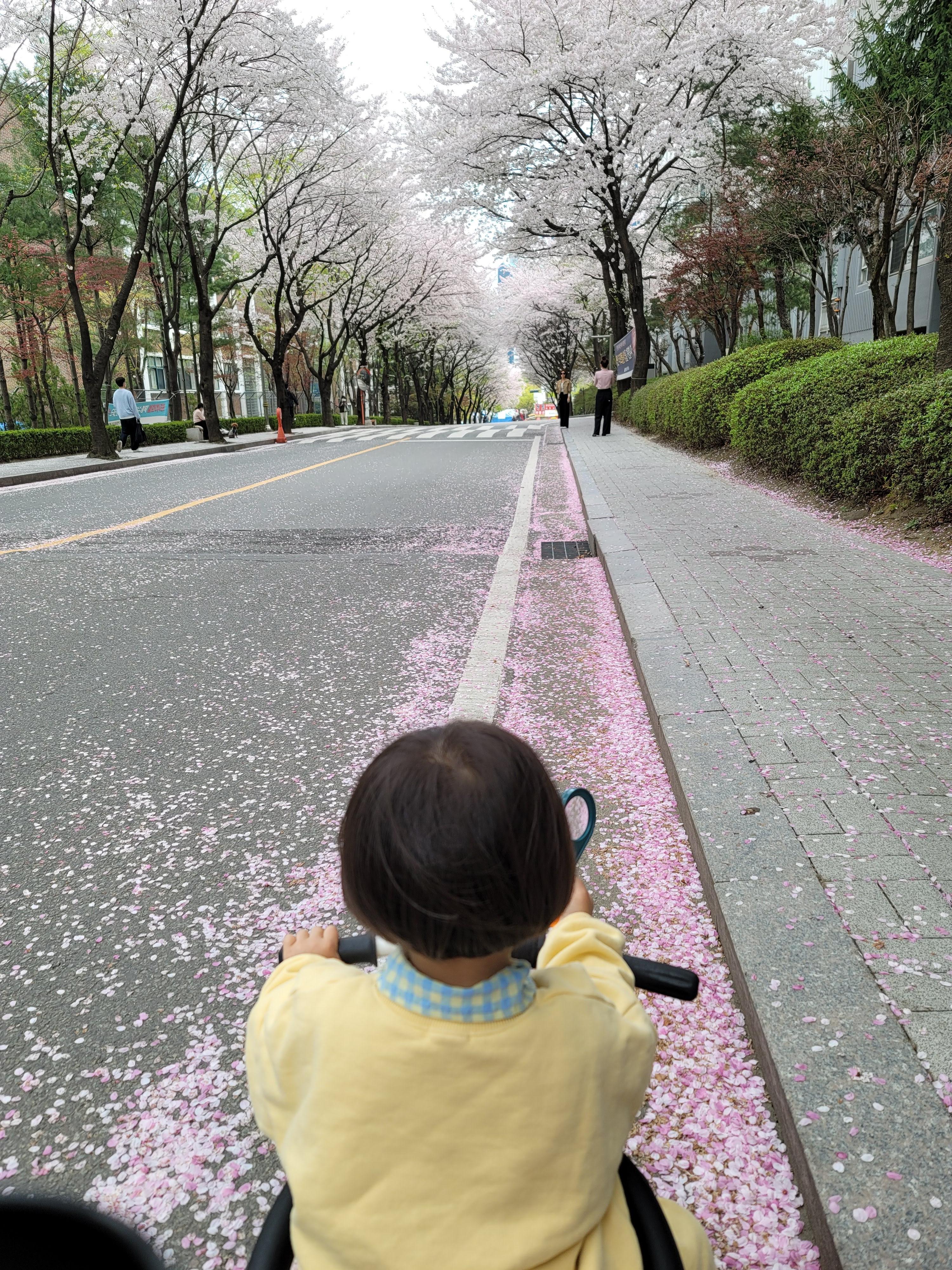 수원 숨은 벚꽃 명소