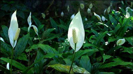 스파티 필름 꽃들이 핀 정원