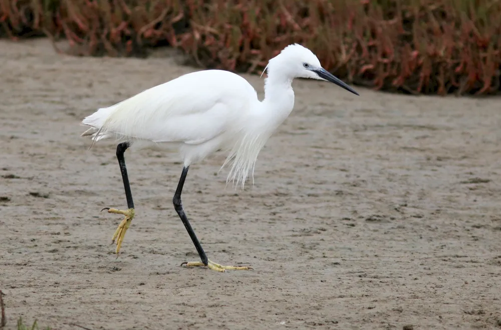 백로(Egretta garzetta): 고요한 자연의 흰 날개