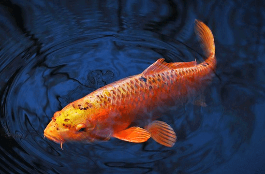 파란 물속에 주황색의 커다란 잉어 한 마리가 헤엄치고 있다.