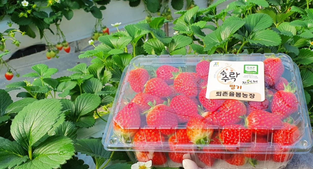 딸기수확체험 바로가기