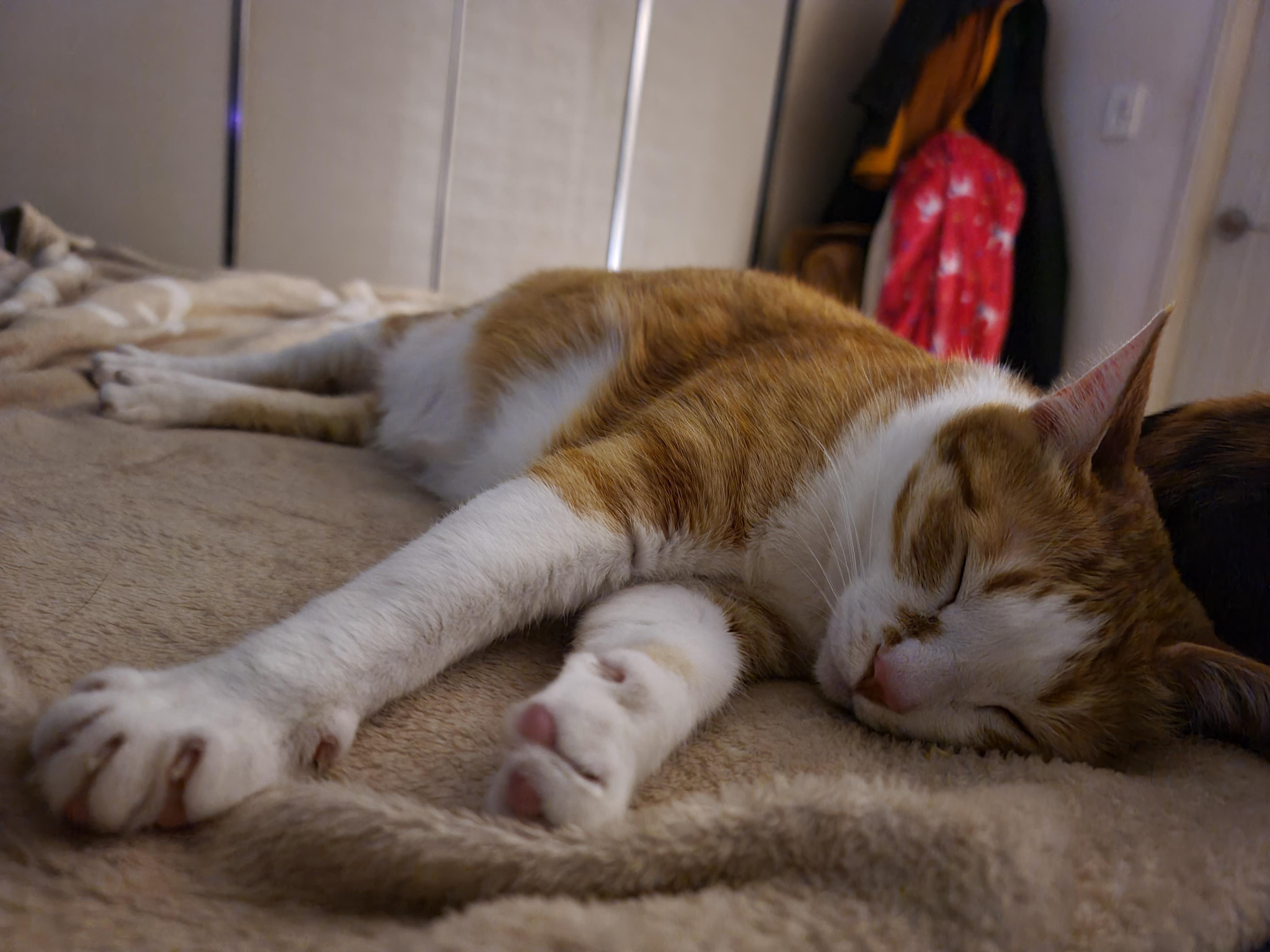 며칠전 건이가 작업하던 박스의 현재모습. 고양이 박스뜯기.