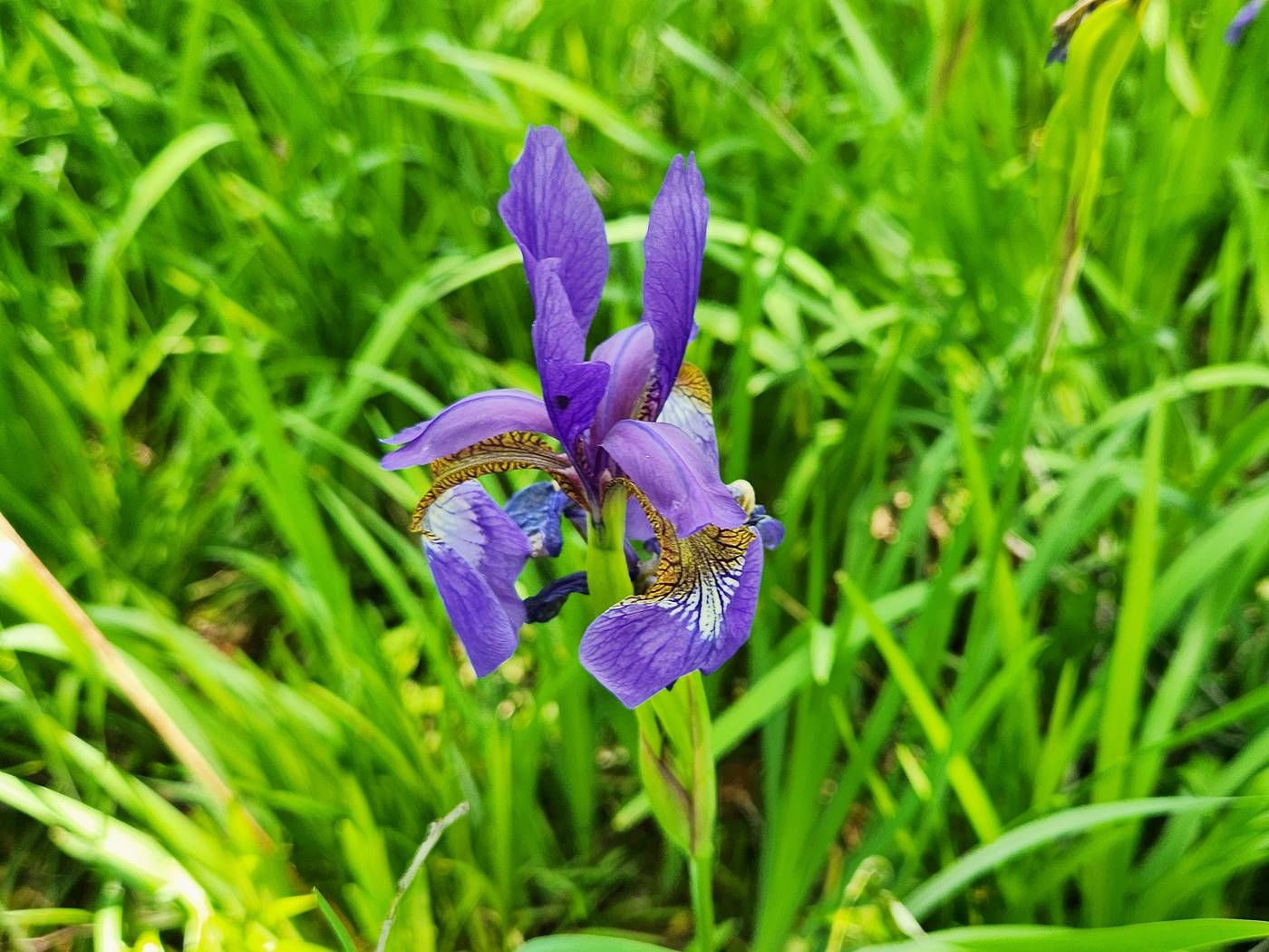 붓꽃(아이리스) Iris